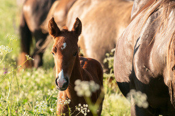 Horse foal on pasture. A herd of wild horses shown on Water island in atmospheric Rostov state...