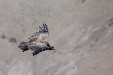 Juvenile condor flying over the mountains at the Andes seen from above. Blurred background. Negative space for text. Vultur gryphus.