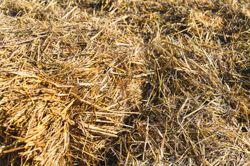Dry hay close-up image as a natural background. the natural background. Dry grass.