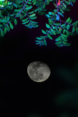night landscape with moon and tree