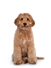 Cute 4 months young Labradoodle dog, sitting facing front. Looking at camera with shiny eyes. Isolated on white background.