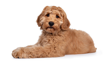 Cute 4 months young Labradoodle dog, laying down side ways. Looking straight at camera with shiny eyes. Isolated on white background.