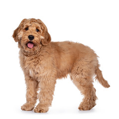 Cute 4 months young Labradoodle dog, standing side ways. Looking straight at camera with shiny eyes. Isolated on white background. Mouth open, tongue out.