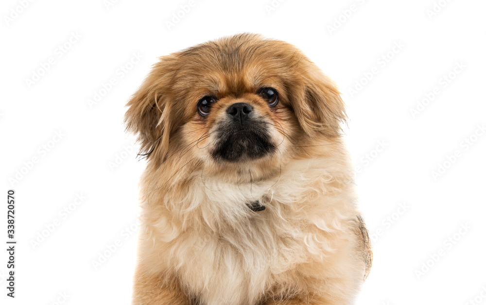 Wall mural Pekingese isolated