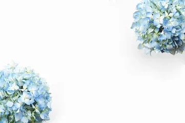 Foto op Plexiglas Blue hydrangea flower on white background with copy space. © negoworks