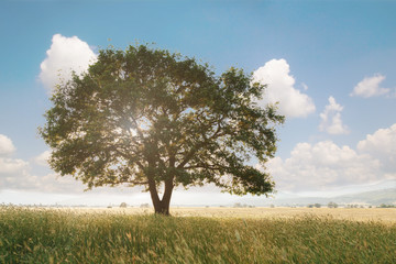 Lonely tree against a blue sky at sunset.
