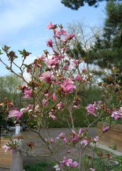 Schöner Magnolienstrauch