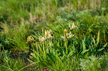 Wild yellow iris flower growing in nature, summer seasonal floral sunny background