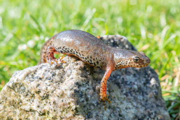 Bergmolch auf Stein - Feld mit grünem Hintergrund