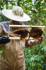 beekeeper search in their honeycomb the bees