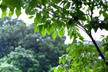 Fototapeta na wymiar 雨に濡れる葉