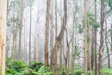 Driving through mist and forest on Great Ocean Road