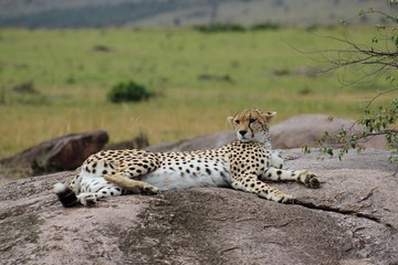 cheetah in masai mara national reserve