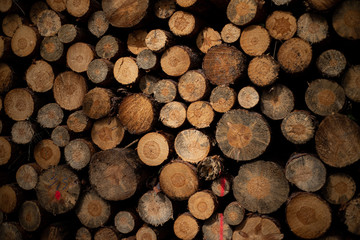 Holzstämmme