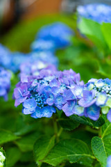雨に濡れる紫陽花