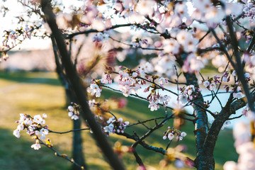 Cherry blossoms detail isolated with selective focus