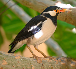Asian Pied Starling