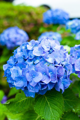 雨に濡れる紫陽花