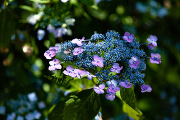 木漏れ日の中の紫陽花