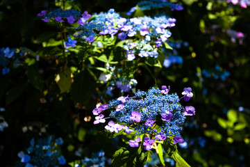 木漏れ日の中の紫陽花