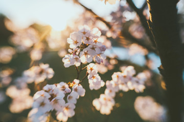 Cherry blossoms detail isolated with selective focus