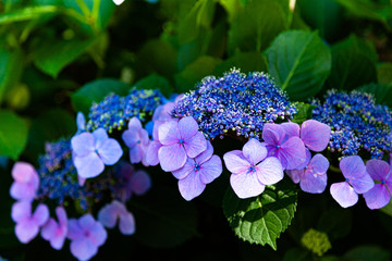 こもれびの中の紫陽花