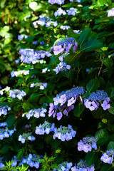 こもれびの中の紫陽花