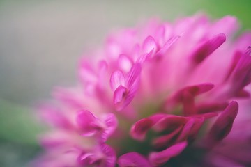 beautiful pink flower in the nature in springtime, pink background