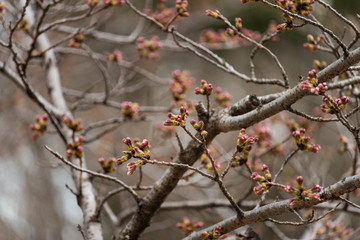 桜の蕾
