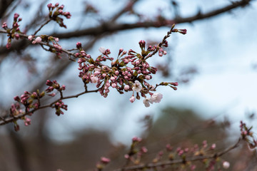 桜の蕾