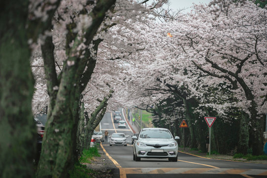 cars on the road in the cherry blossom forest