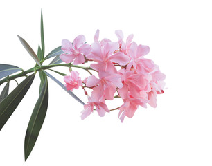 Sweet pink nerium oleander flower with green leaf isolated on white background