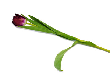Freshly picked purple tulip flower with leaves