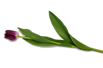 Obraz premium Freshly picked purple tulip flower with leaves