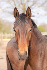 Shot of a beautiful young jumping horse head in front, brown color.