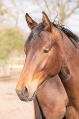 Obraz premium Shot of a beautiful young jumping horse head in front, brown color.