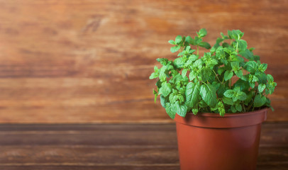 Green mint houseplant growing in a pot on a brown wooden background. Copy space