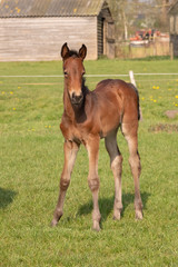 Naklejka na ściany i meble a young sport foal standing free on a spring meadow