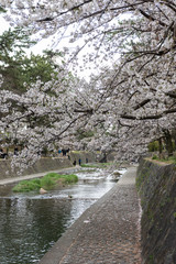 川に枝垂れる桜
