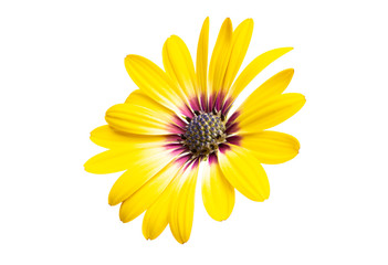 Osteospermum flowers isolated