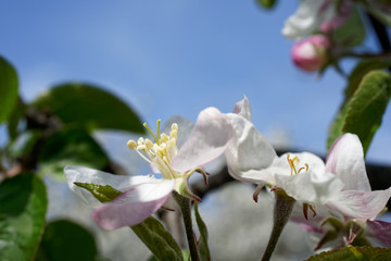 Blooming apple tree flowers. Spring.