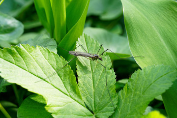 Crane fly on the green leaves.