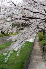 川に枝垂れる桜