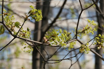 blooming apple tree in spring