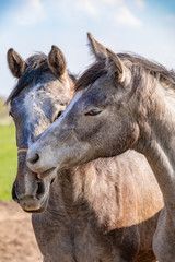 Naklejka na ściany i meble Two jumping horses stallions heads, they are close to each other. grey color