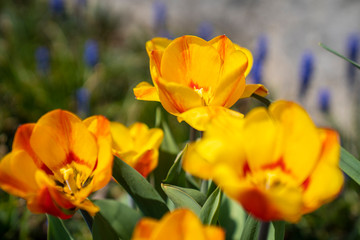 Obraz premium Tulpe