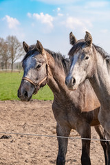 Fototapeta na wymiar Two jumping horses stallions heads, they are close to each other. grey color