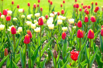 Red and white tulips, in the morning sunlight.