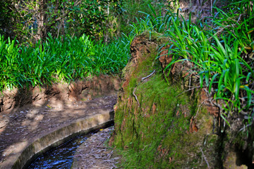 Madeira levada green nature