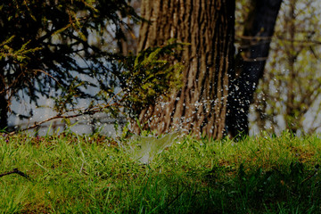Water drops above the bright green grass near big tree